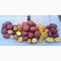 Продам товарный картофель Белла Росса обьем 20-22 тт