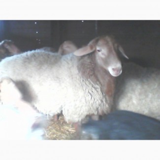 Продам самца курдючной породы овец ЭДЕЛЬБАЕВСКАЯ