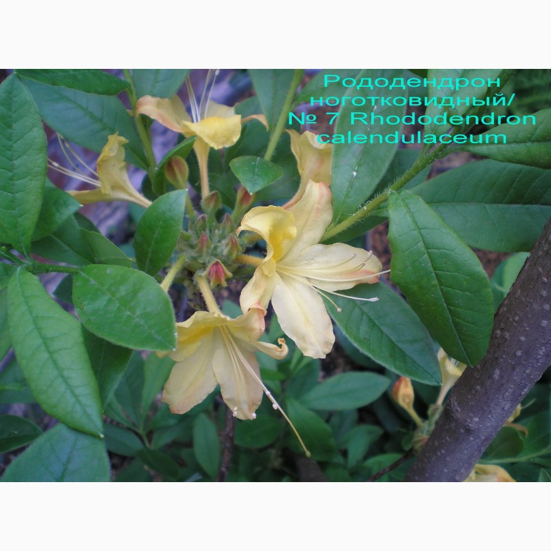 Фото 10. Рододендрон мягкий, желтый, сихотинский, японский, якушиманский, кэтевбинский