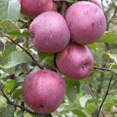 Фото 2. Продам яблоки