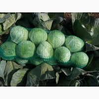 Продам капусту зимнюю белокочанную сорт Адаптор, 3, 0 - 3, 5 тонн. пгт Акимовка