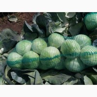 Продам капусту зимнюю белокочанную сорт Адаптор, 3, 0 - 3, 5 тонн. пгт Акимовка