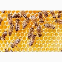 Продам бджолопакети, карпатської породи