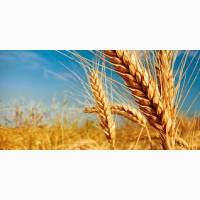 Куплю пшеницу фураж в больших количествах от 25 т