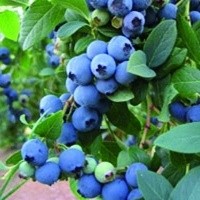 Купить саженцы плодовых кустарников Украина