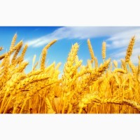Закупаем пшеницу продовольственную и фуражную
