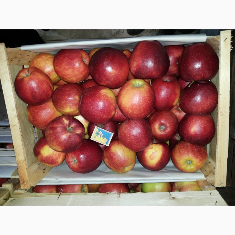 Фото 3. Продам яблука Чорний Принц (Йонапринц)