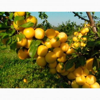 Слива алыча желтая, сорт Чук высокоурожайный саженцы купить украина дерево