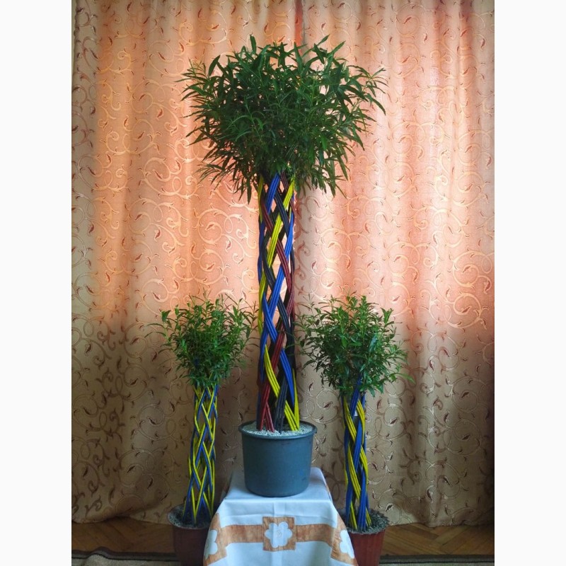 Фото 6. Декоративне кольорове плетене дерево Вишиванка
