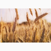 Продам посевной материал озимой пшеницы, сорт Лидия суперэлита Краснодарская селекция