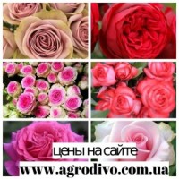 Саженцы роз на ВЕСНУ 2024 в питомнике АГРОДИВО