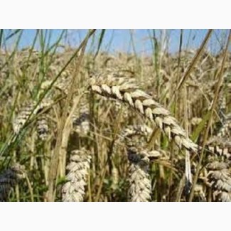 Семена озимой пшеницы КРАПЛИНА