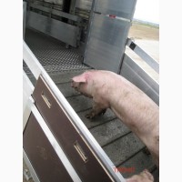 Куплю свиней живым весом самовывоз