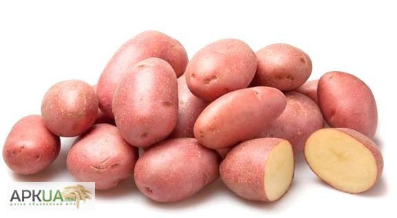 Фото 2. Продам посадочный картофель, элита белых и розовых сортов, 40т., сумская обл