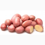 Продам посадочный картофель, элита белых и розовых сортов, 40т., сумская обл