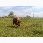 Венгерская Пуховая Мангалица чистопородная - свиноматки, хряк и поросята