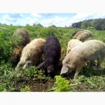 Венгерская Пуховая Мангалица чистопородная - свиноматки, хряк и поросята