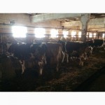 Крс, врх в Украине крупный рогатый скот, велика рогата худоба, бички, бычки