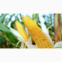 Семена кукурузы Монблан(пионер)ФАО-320