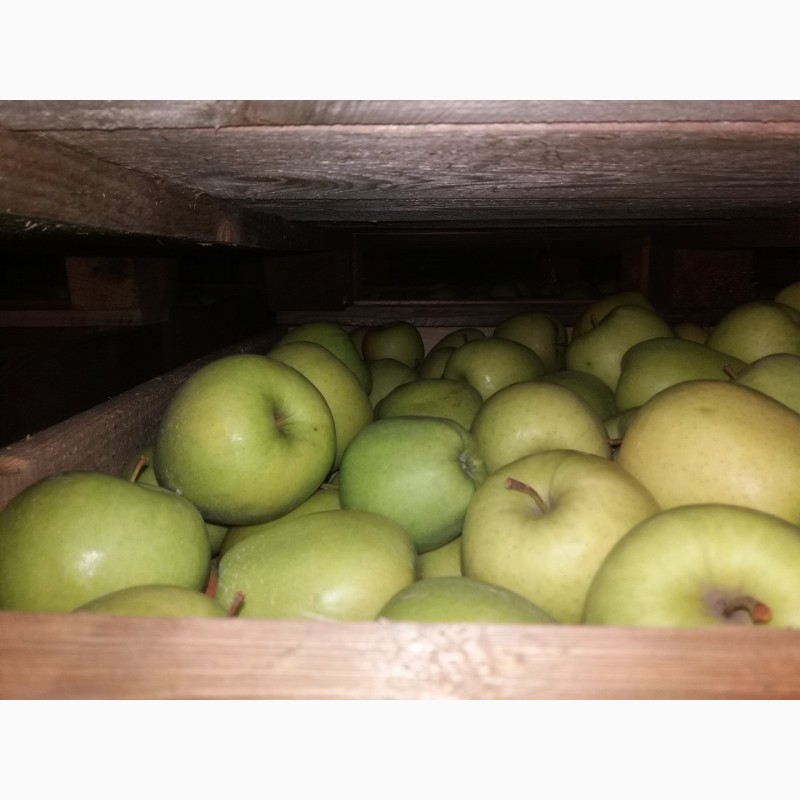 Фото 3. Продам яблука