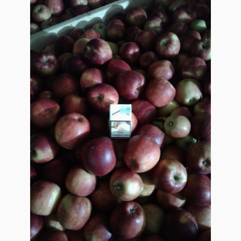 Фото 2. Продам яблука з холодильника з контрольки