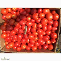 Купить помидор на крупный опт