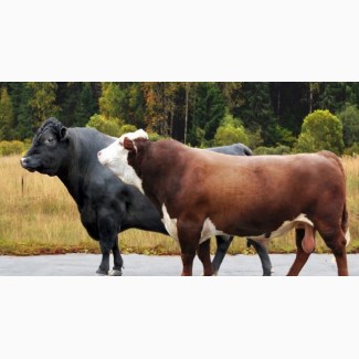 Покупаю бычков 400 - 450- 500 кг
