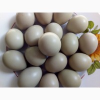 Инкубационные яйца охотничьих и декоративных фазанов