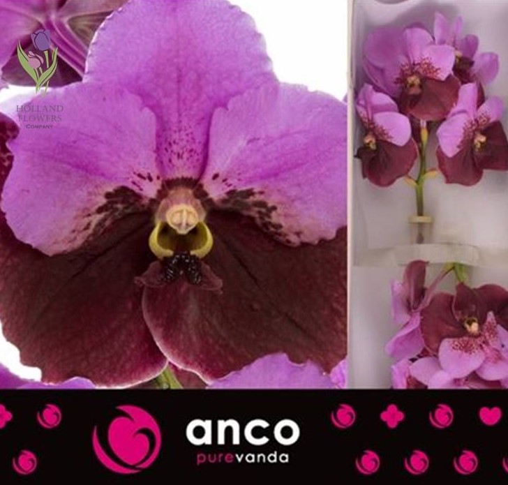 Orchid Vanda, Орхидея Ванда, ОПТ, Киев, Украина, Голландия
