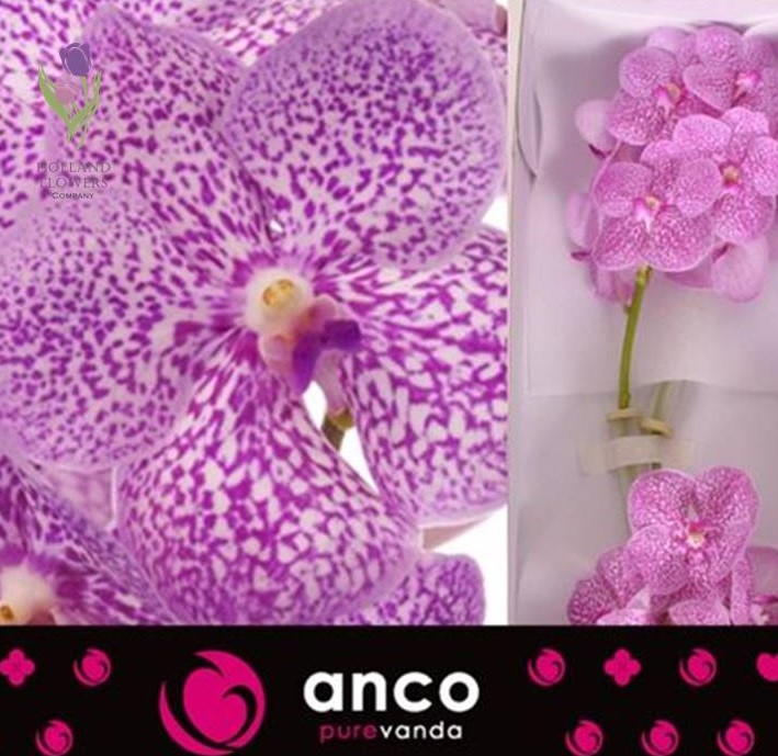 Фото 10. Orchid Vanda, Орхидея Ванда, ОПТ, Киев, Украина, Голландия