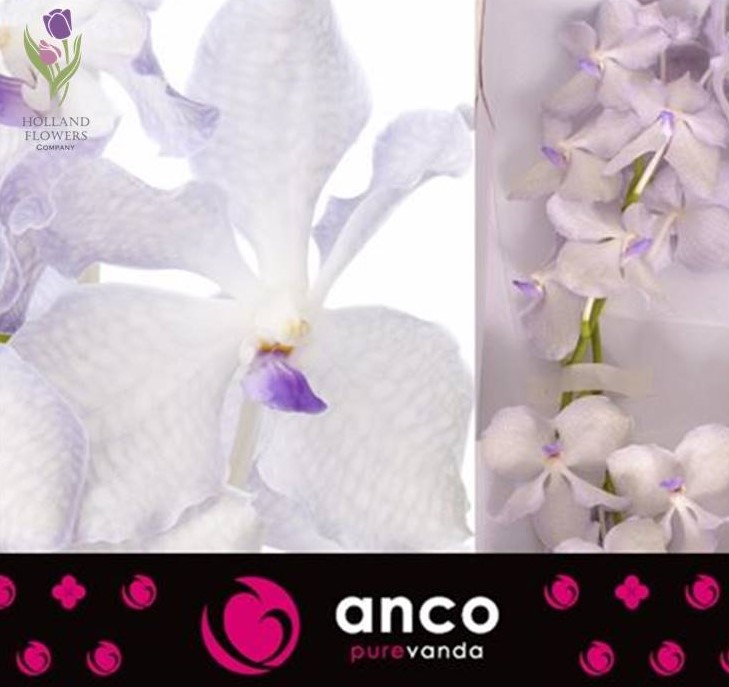 Фото 2. Orchid Vanda, Орхидея Ванда, ОПТ, Киев, Украина, Голландия