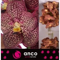 Orchid Vanda, Орхидея Ванда, ОПТ, Киев, Украина, Голландия