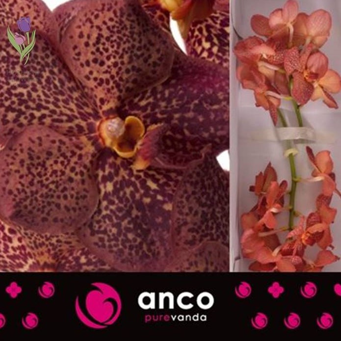 Фото 9. Orchid Vanda, Орхидея Ванда, ОПТ, Киев, Украина, Голландия