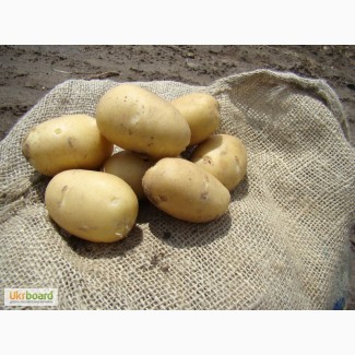 Господарство реалізує продовольчу картоплю
