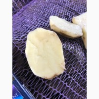 Реализуем картофель продовольственный