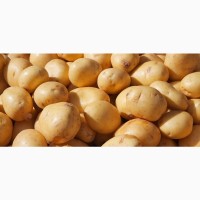 ФГ реалізує елітну насіннєву картоплю