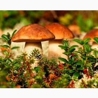 Закупаем лесные грибы: белые, лисички, подосиновики