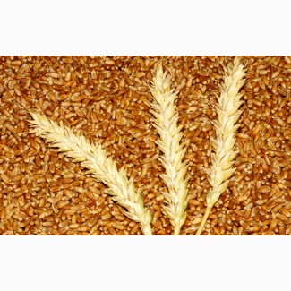 Мы фирма, закупающая по всей Украине пшеницу 2-4 кл., оптом