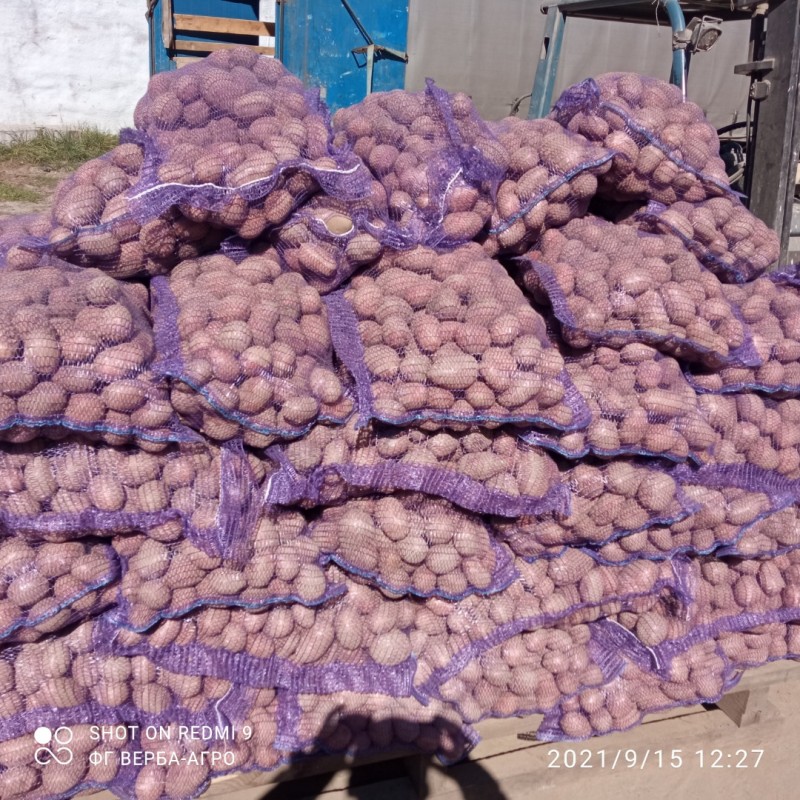 Фото 2. Продам картоплю Коломбо, Ред Скарлет