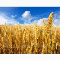 Продам пшеницю 3 клас