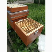 Продам бджолопакети бджолосім ї