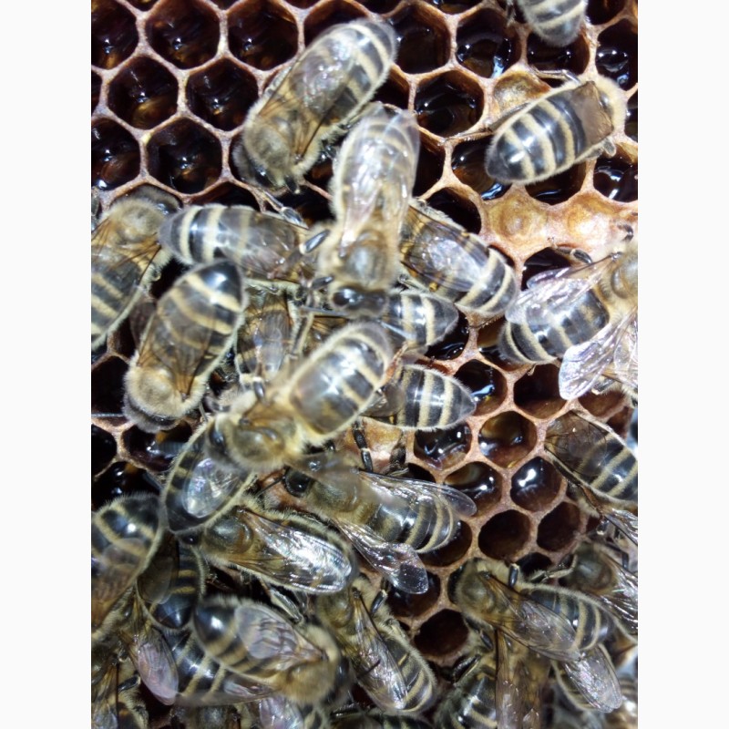 Фото 3. Продам бджолосімї, бджолопакети НЕДОРОГО
