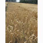 Семена пшеницы озимой - сорт Подолянка. 1 репродукция