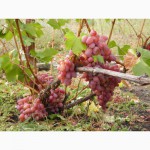 Продам саженцы современных сортов винограда