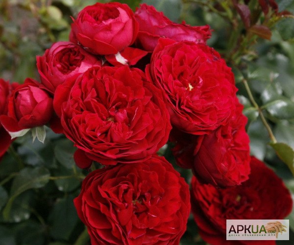 Фото 13. Розы с открытой корневой системой, привитые на шиповнике, 2-летки