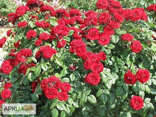 Фото 14. Розы с открытой корневой системой, привитые на шиповнике, 2-летки