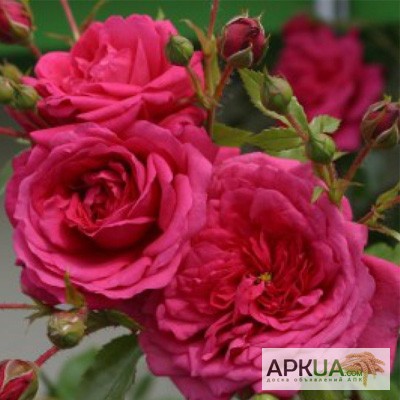 Фото 15. Розы с открытой корневой системой, привитые на шиповнике, 2-летки