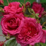 Розы с открытой корневой системой, привитые на шиповнике, 2-летки