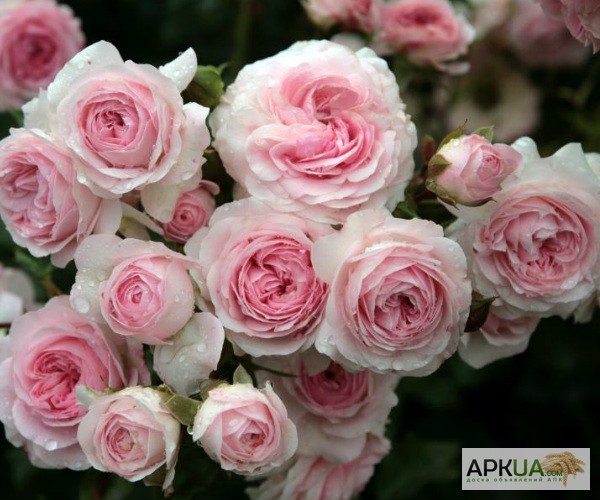 Фото 16. Розы с открытой корневой системой, привитые на шиповнике, 2-летки
