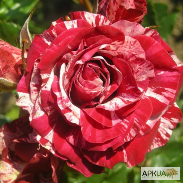 Фото 17. Розы с открытой корневой системой, привитые на шиповнике, 2-летки